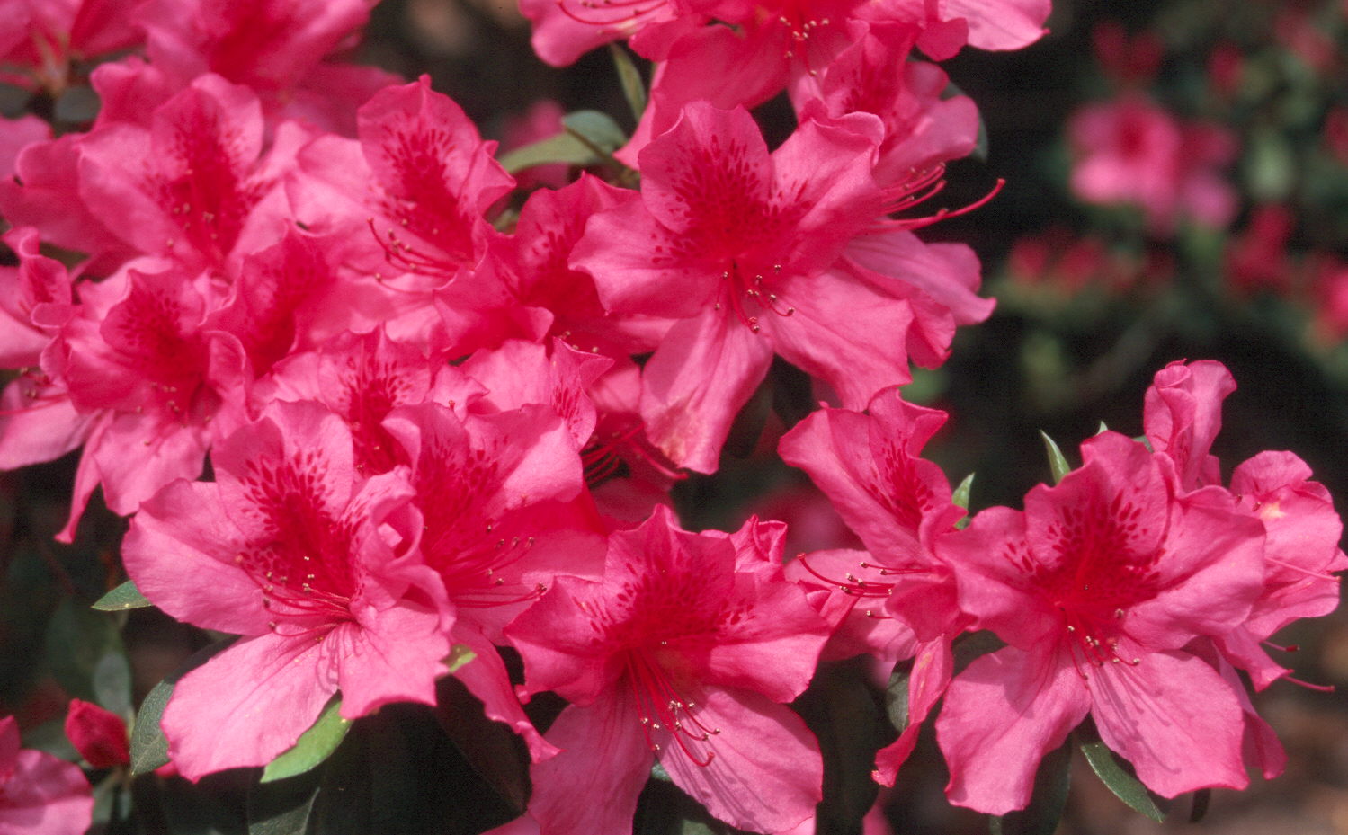 Online Plant Guide - Rhododendron indicum Southern Charm  Southern 